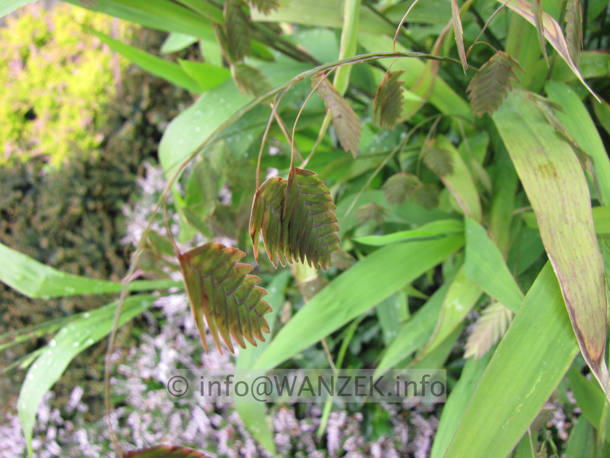 Chasmanthium latifolium 03 Samenstaende.JPG